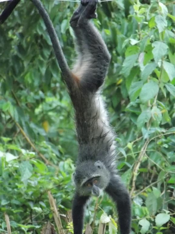 Songota Falls Lodge Arusha Rum bild