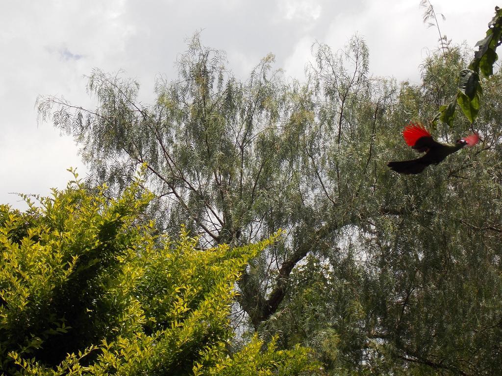 Songota Falls Lodge Arusha Rum bild